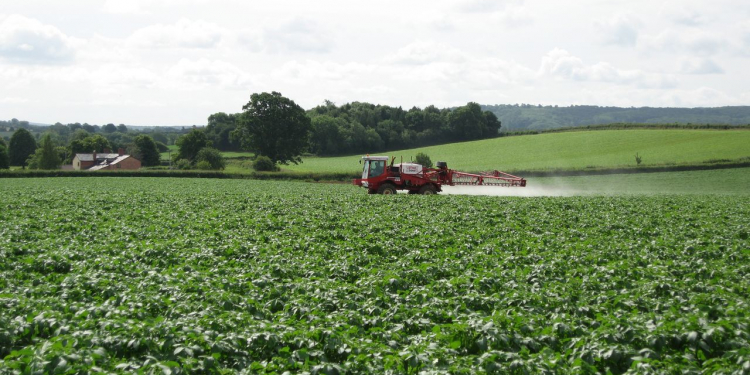 spray maleic hydrazide in potatoes