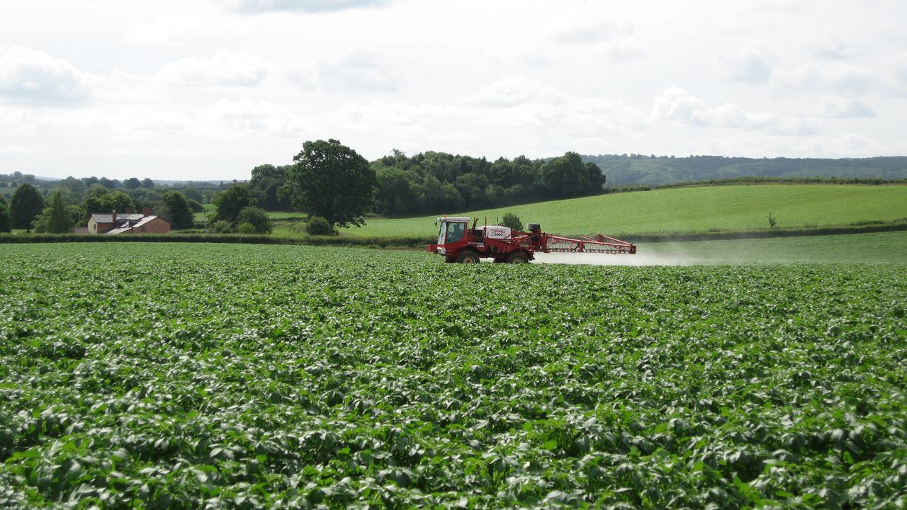 Foliar feeding of potatoes with potassium 3 csm Spraying potatoes 1 804124c4ad