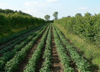 agroforestry project