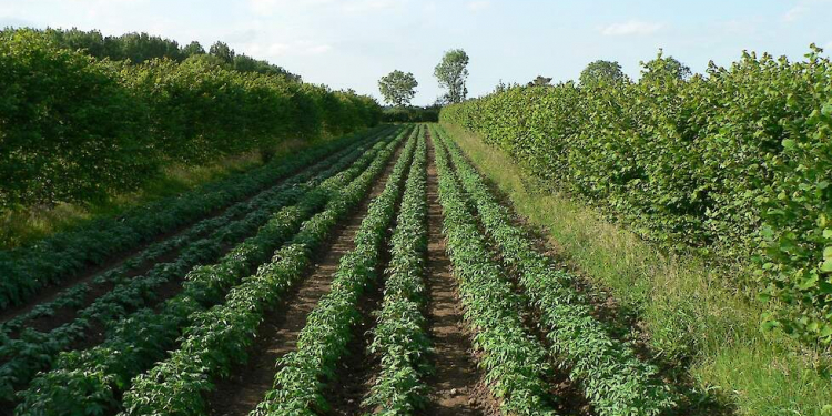 agroforestry project