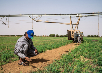 root rot irrigation