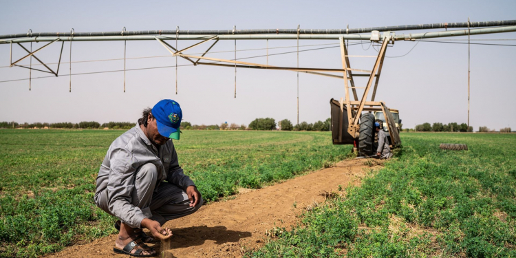 root rot irrigation