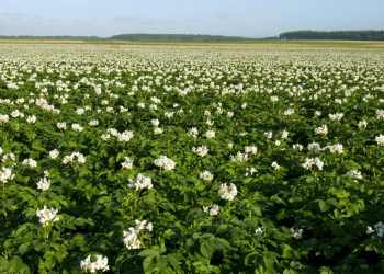 Potato Acreage Plans