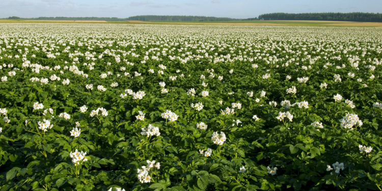 Potato Acreage Plans