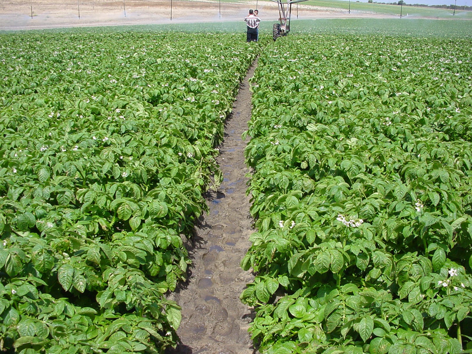 good nematode crop rotation