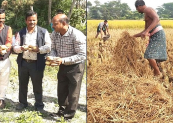 innovative method to potato growing