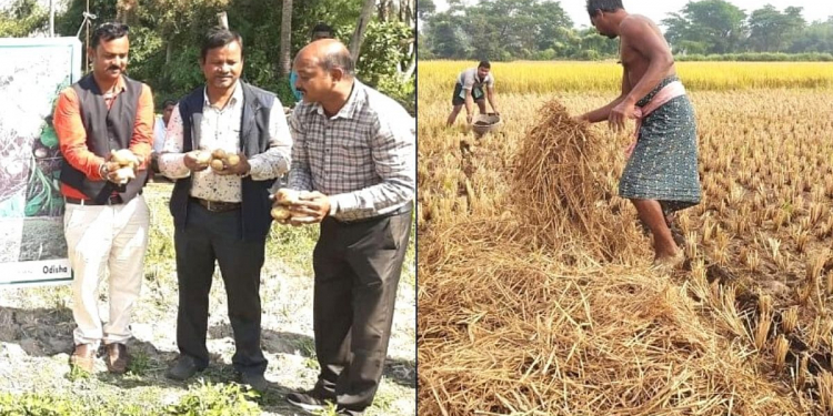 innovative method to potato growing