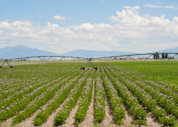 Irrigation