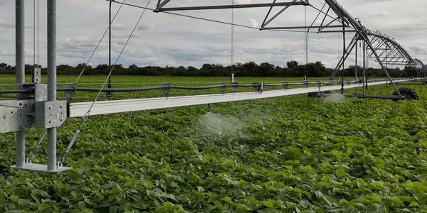 Colorado potato beetle - symbol resistant insect 3 precision application systems