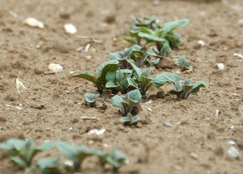 new protocol for estimating the determinacy of potato varieties