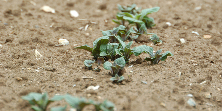 new protocol for estimating the determinacy of potato varieties