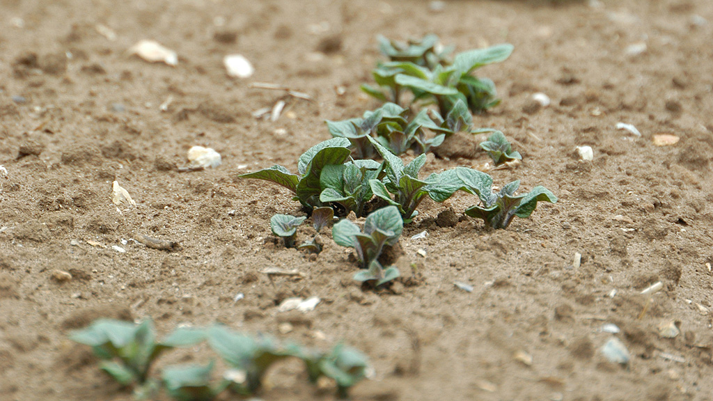 new protocol for estimating the determinacy of potato varieties