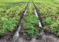 rains potato harvest