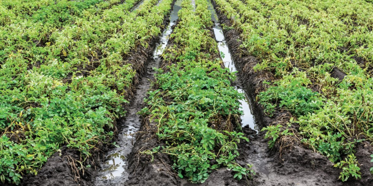 rains potato harvest