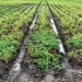 rains potato harvest