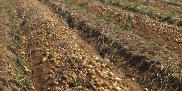 Up to 100 t/ha – new potato variety in Ukraine