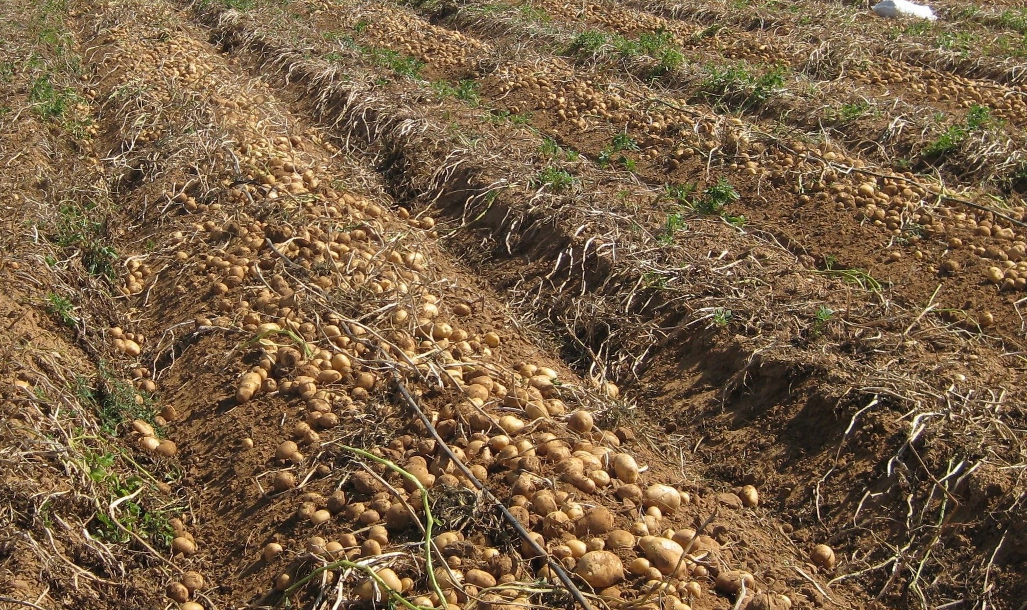 Уровень урожайности. Фертигация картофеля. Орошение картофеля урожайность. Урожайность картофеля на поливе. Длинный Урожайный картофель.