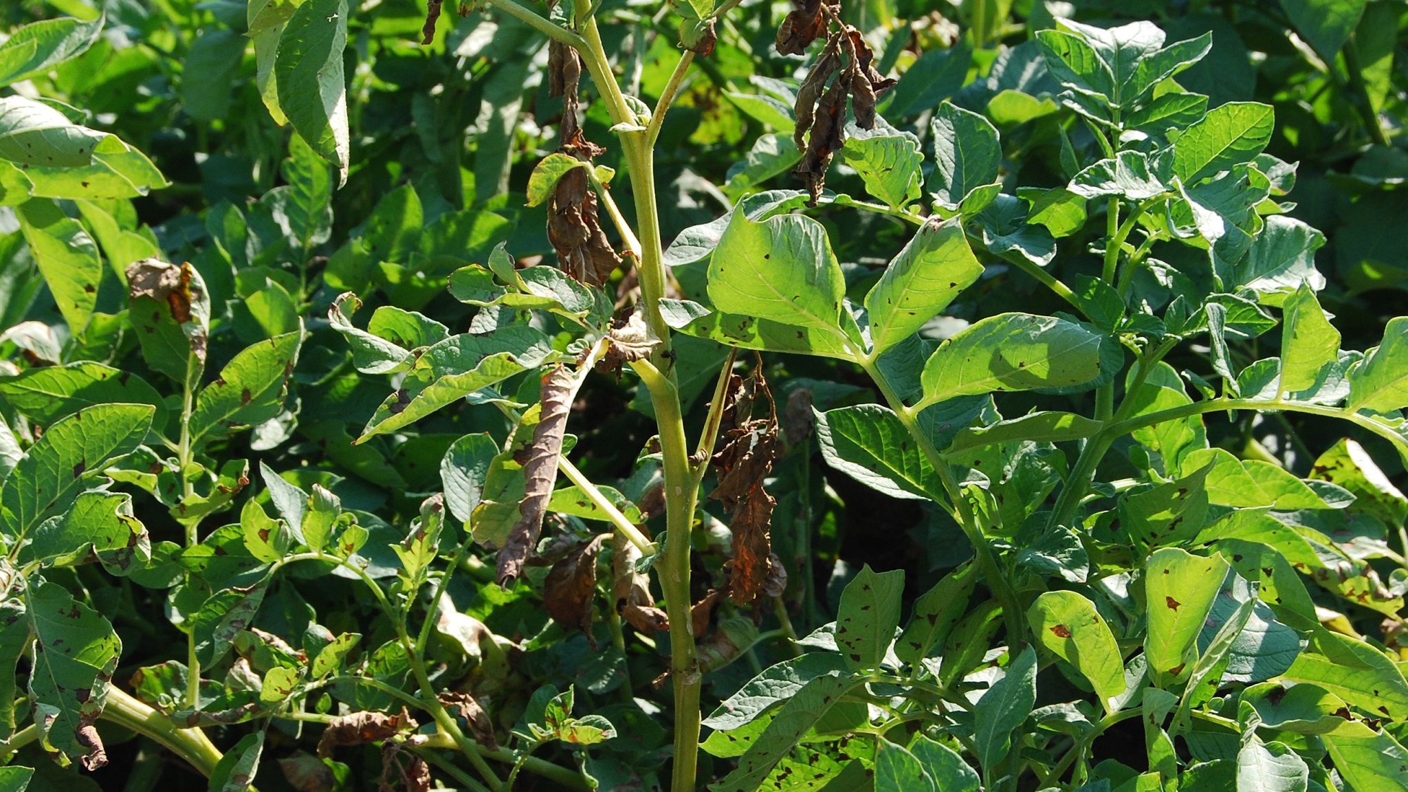 Verticillium wilt