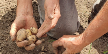 Reproduce potato seeds from China and Ecuador
