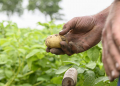 supports Pakistani seed potato growers