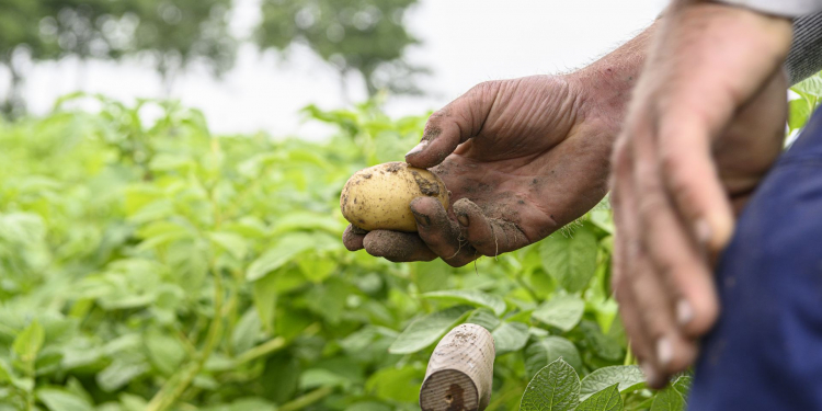 supports Pakistani seed potato growers