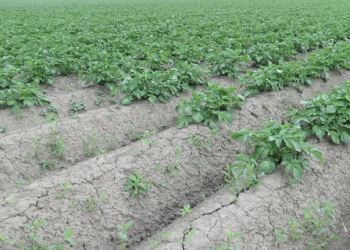 usable potato field