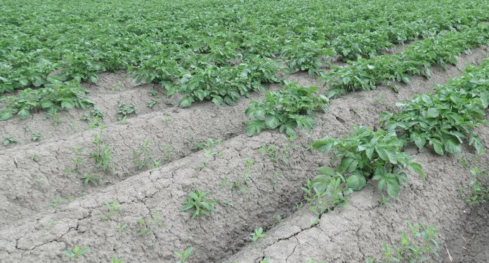 usable potato field