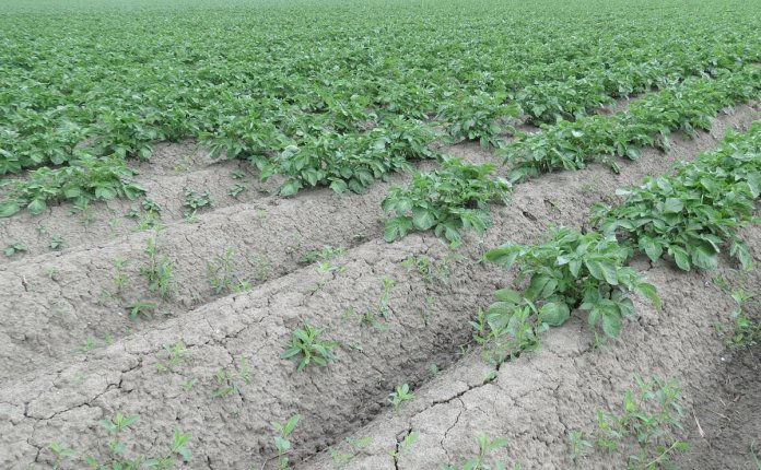 usable potato field
