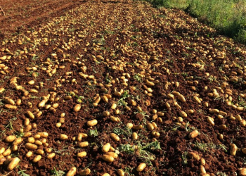 Siena: the new potato variety