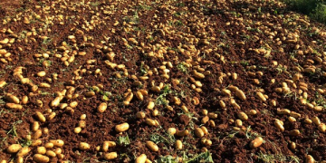 Siena: the new potato variety