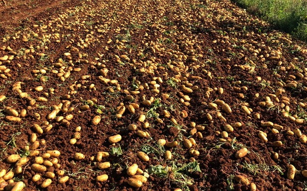 Siena: the new potato variety