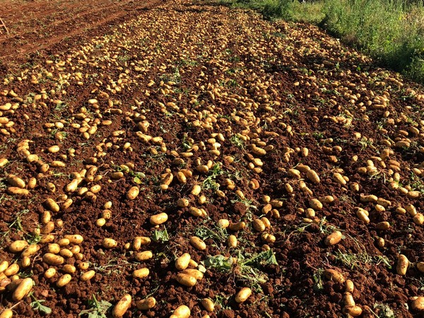 Siena: the new potato variety