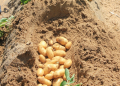 Egyptian seed potato season