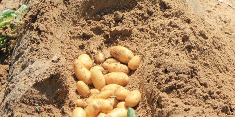 Egyptian seed potato season