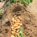 Egyptian seed potato season