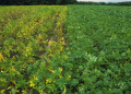 Fungicide Protect Potatoes