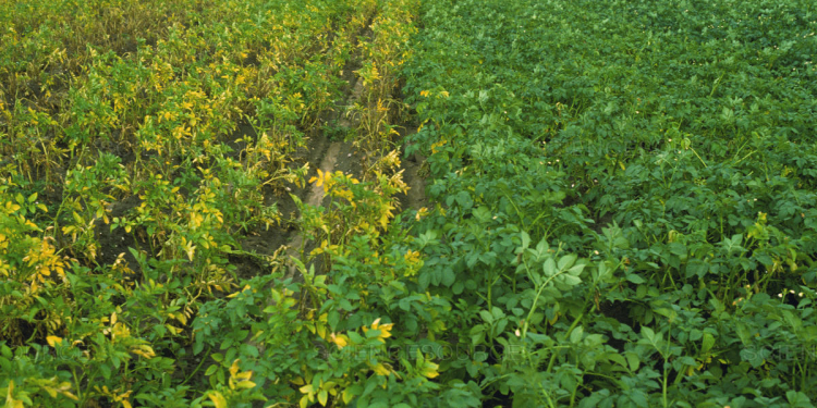 Fungicide Protect Potatoes