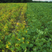 Fungicide Protect Potatoes