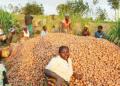 new potato varieties