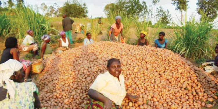 new potato varieties