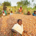 new potato varieties