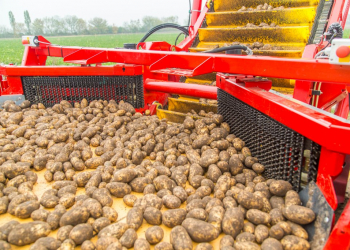 potato harvest