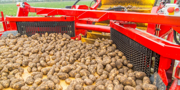 potato harvest