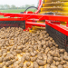 potato harvest