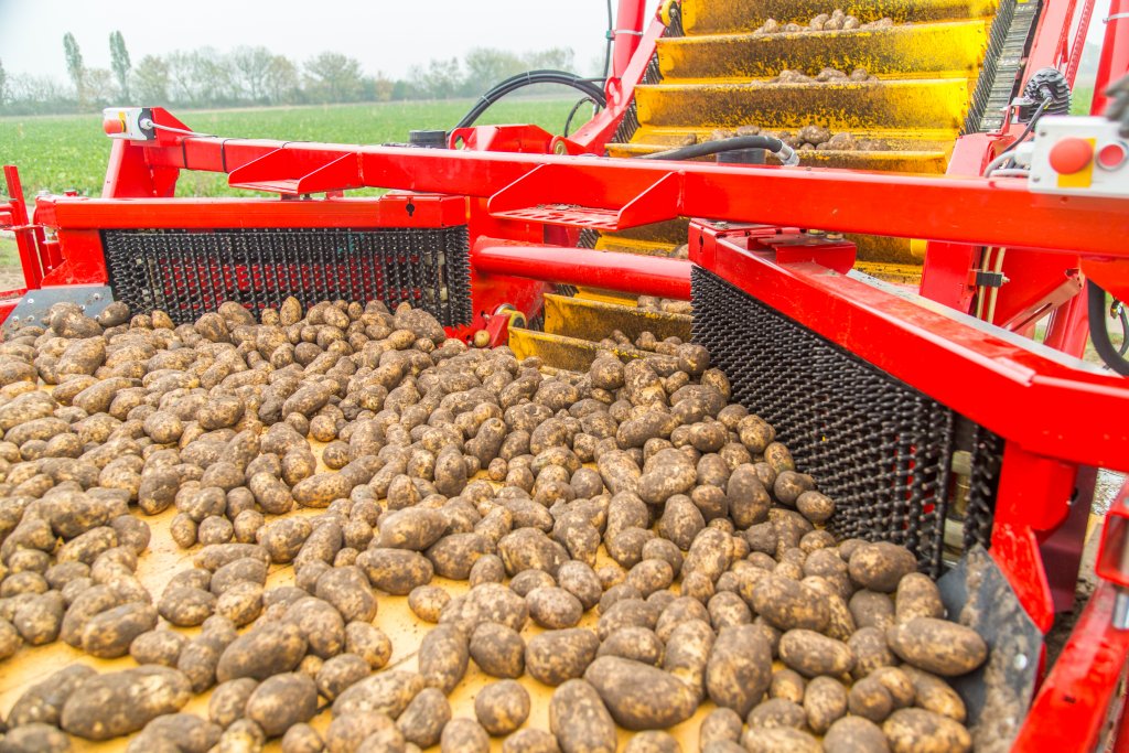 Potato in the 2020 - quality in difficult conditions 15 potato harvest