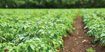 Potato treatment value – high tech measuring