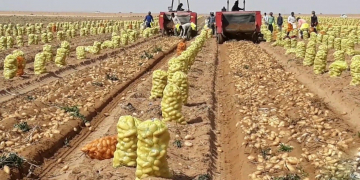 Record potato production in 2021 Bangladesh expected