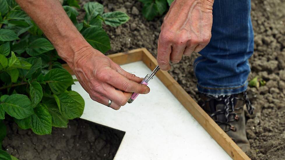 digital lice counting system