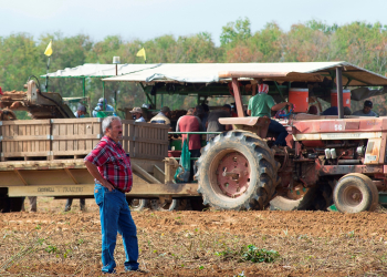 LSU AgCenter extension associate Myrl Sistrunk observes as workers harvest sweet potatoes in a field farmed by Black Gold Farms in Delhi, Louisiana, on Oct. 23, 2020.