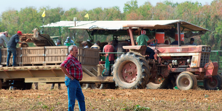 LSU AgCenter extension associate Myrl Sistrunk observes as workers harvest sweet potatoes in a field farmed by Black Gold Farms in Delhi, Louisiana, on Oct. 23, 2020.